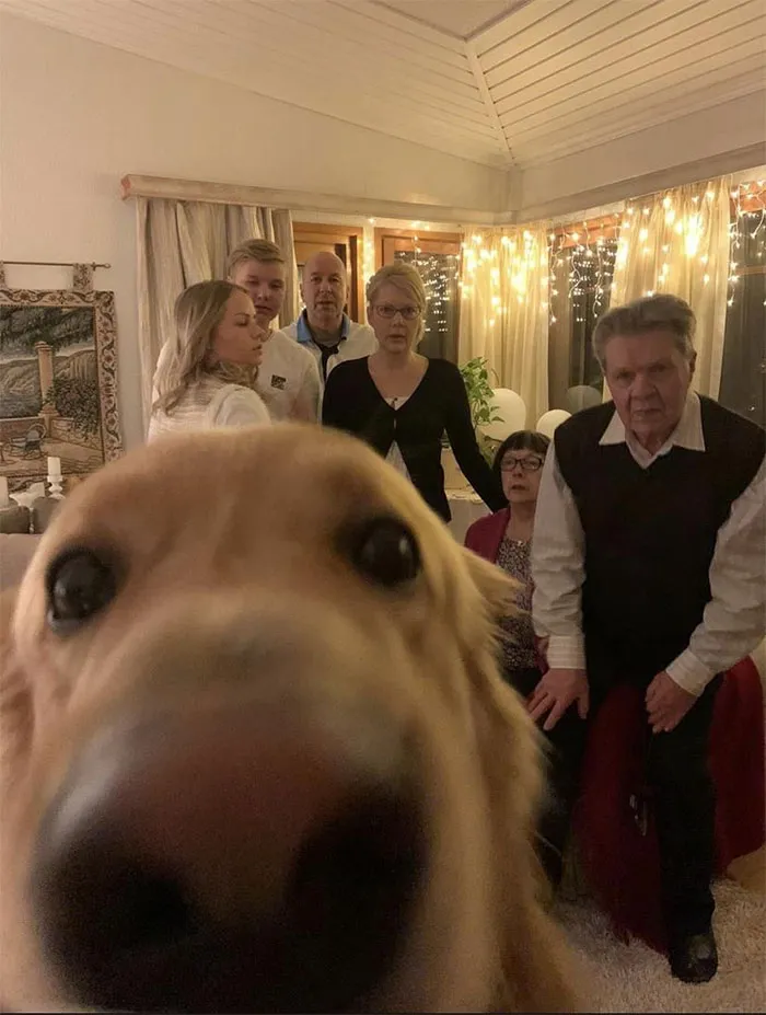39 Christmas Pics That Were Supposed To Be Nice Until The Dog Showed Up