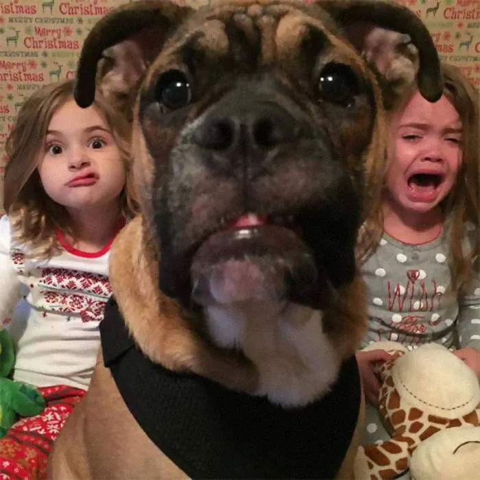 39 Christmas Pics That Were Supposed To Be Nice Until The Dog Showed Up