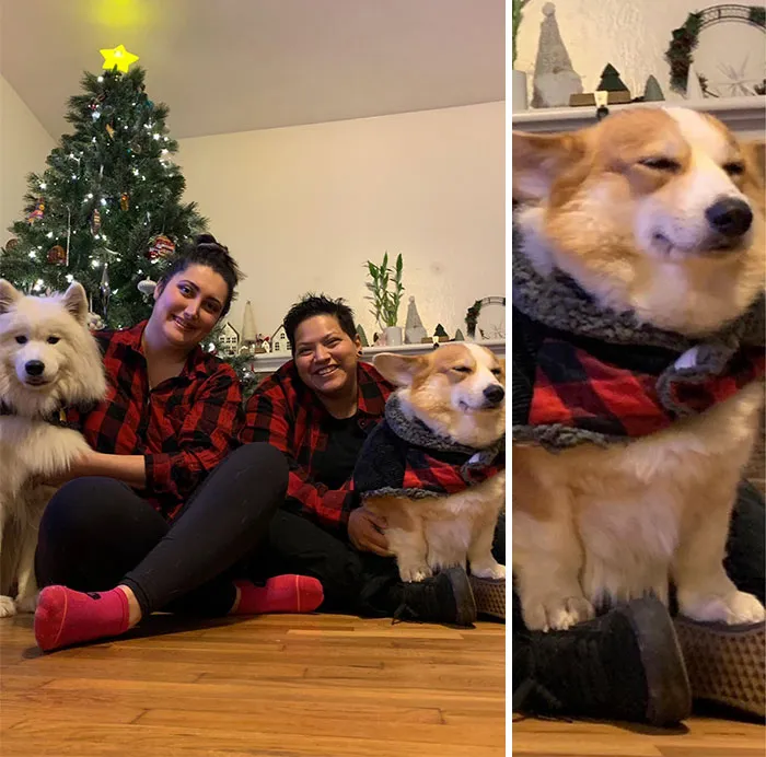 39 Christmas Pics That Were Supposed To Be Nice Until The Dog Showed Up