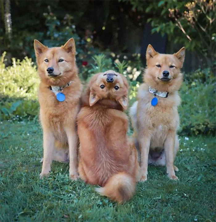 39 Christmas Pics That Were Supposed To Be Nice Until The Dog Showed Up