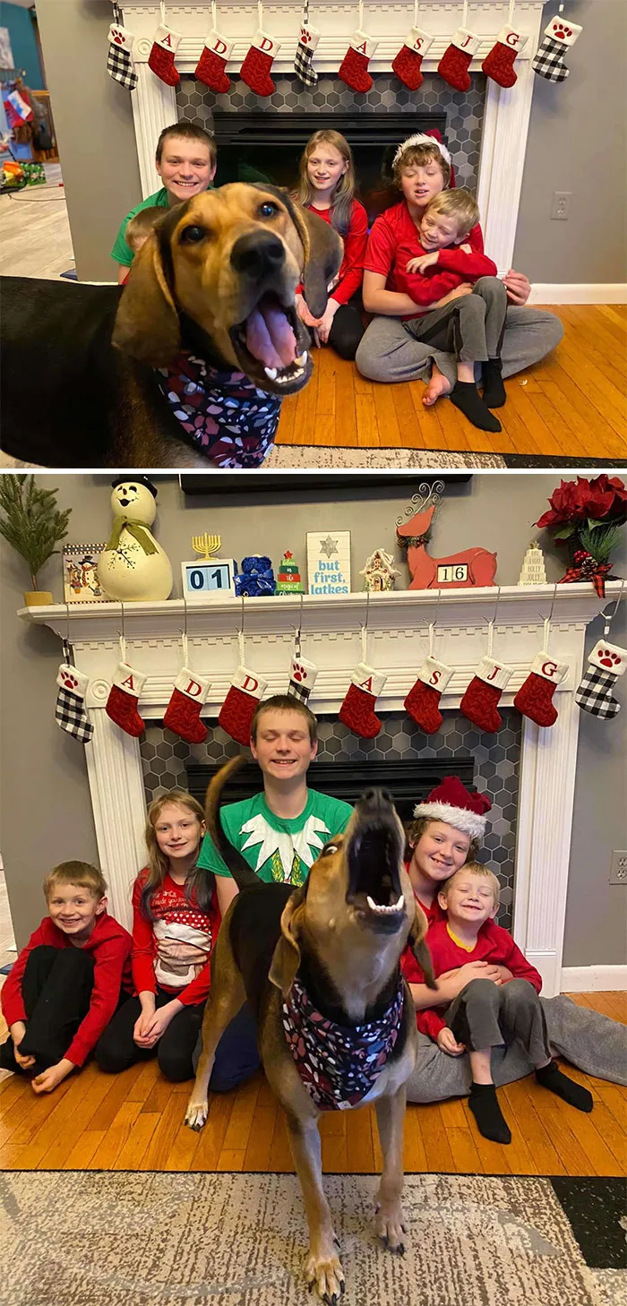 39 Christmas Pics That Were Supposed To Be Nice Until The Dog Showed Up