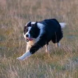 DexterDogTheLovey