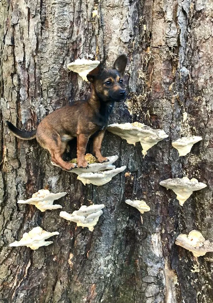 Dogs Standing On Mushrooms Is The Internet's New Favorite Thing (26 Pics)