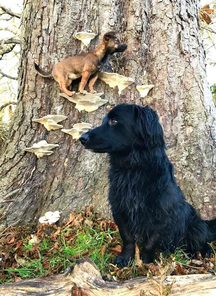 Dogs Standing On Mushrooms Is The Internet's New Favorite Thing (26 Pics)