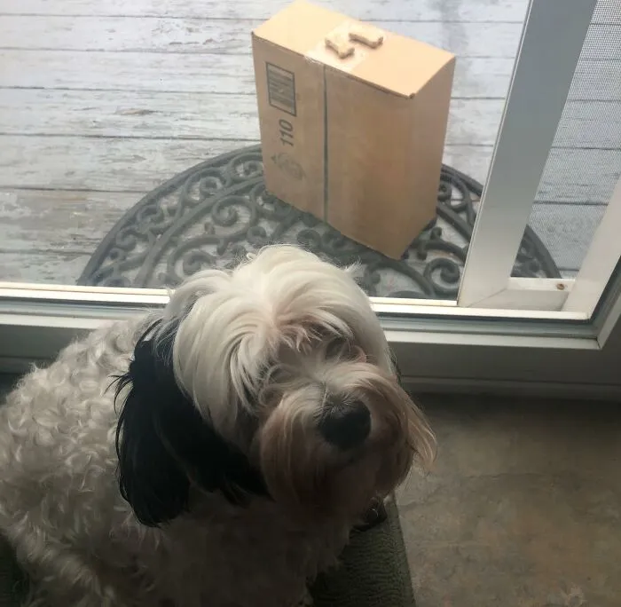 When Your Postman Leaves A Package As Well As Some Doggie Treats For Your Good Boy