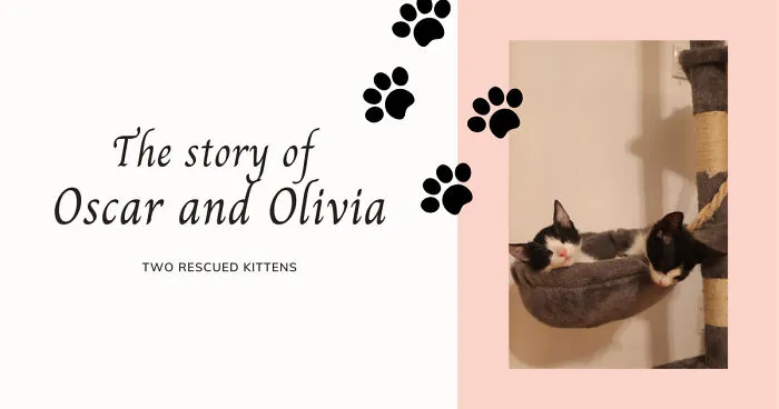 Our Rescued Kittens: Oscar's And Olivia's Story