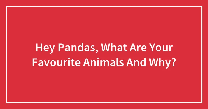 Hey Pandas, What Are Your Favourite Animals And Why?