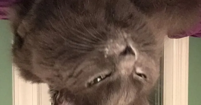 Post The Funniest Picture Of Your Pet! (Closed)