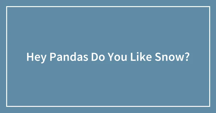Hey Pandas Do You Like Snow?