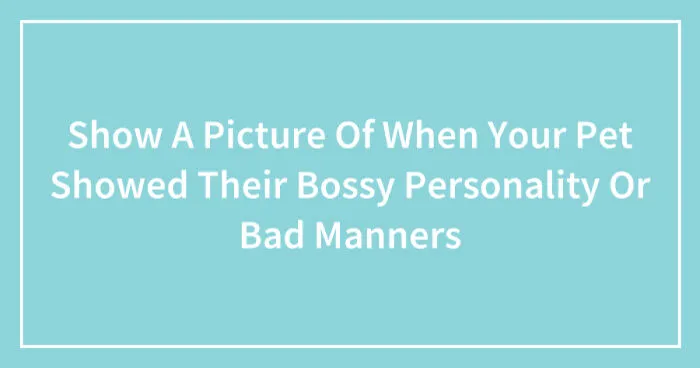 Show A Picture Of When Your Pet Showed Their Bossy Personality Or Bad Manners (Closed)