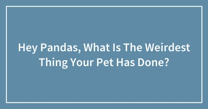 Hey Pandas, What Is The Weirdest Thing Your Pet Has Done? (Closed)