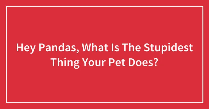 Hey Pandas, What Is The Stupidest Thing Your Pet Does? (Closed)