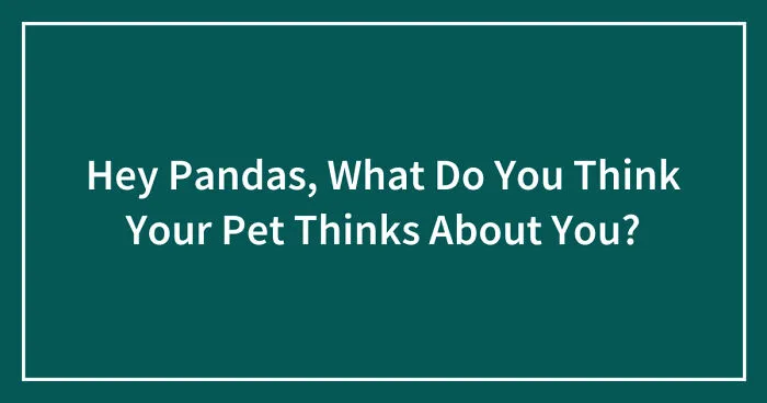 Hey Pandas, What Do You Think Your Pet Thinks About You? (Closed)