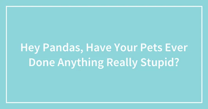 Hey Pandas, Have Your Pets Ever Done Anything Really Stupid? (Closed)