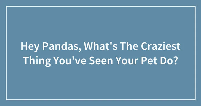 Hey Pandas, What's The Craziest Thing You've Seen Your Pet Do? (Closed)