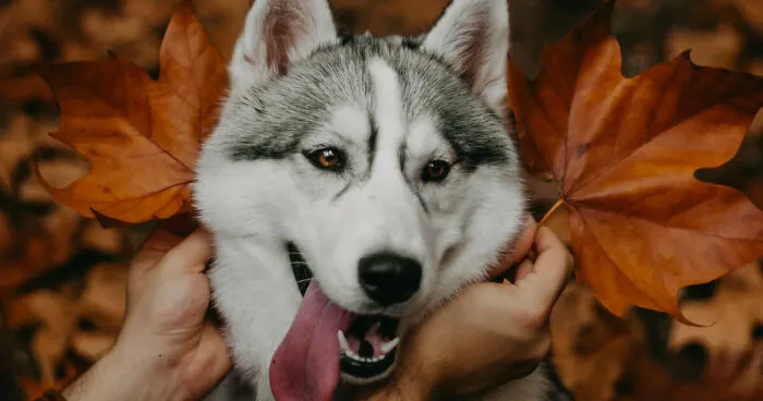 We Did An Autumn Inspired Photoshoot With Our Husky And This Is How The Photos Turned Out