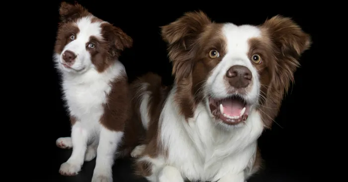 I Photograph Dogs As Puppies, Then Again When They're All Grown Up