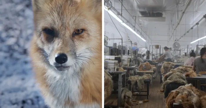 "Hide": My Powerful Short Film Explores The Hidden Costs Behind A Fur Coat