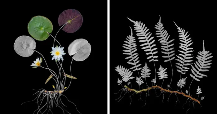 I Spent The Last Thirteen Years Photographing Wild Edible Plants Across The Continental USA