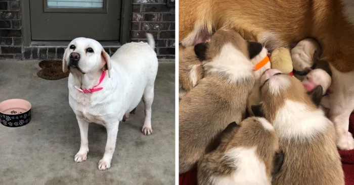 Corgi Mom Nurses Lab Pups After Mom Passes Away