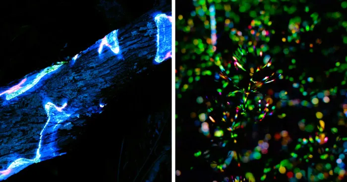 We Lit Up New Zealand Nature With Artificial Bioluminescence