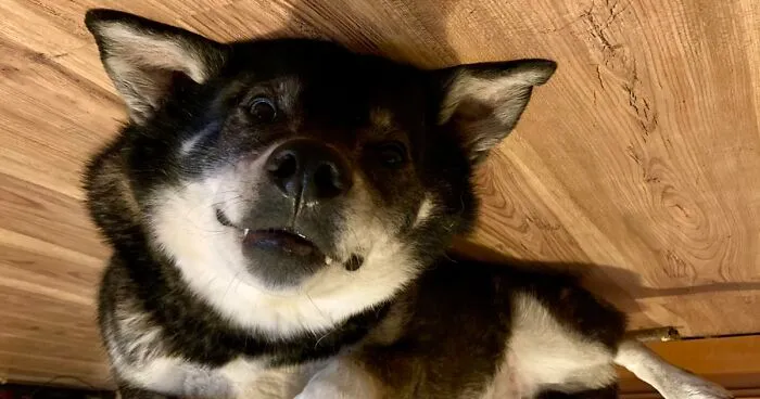 Hey Pandas, Post The Funniest Photo Of Your Dog (Closed)