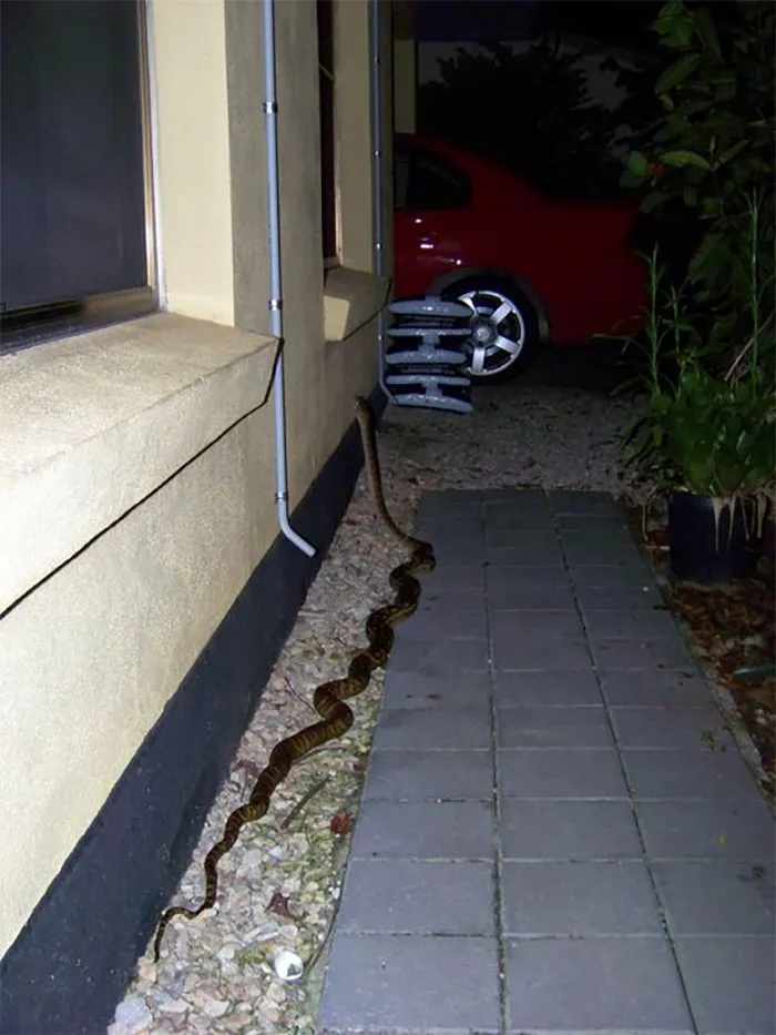 No Outside Light On When I Got Home, Cursed Husband For Leaving Pipe I Tripped Over On Path To The Front Door. Once Inside, Husband Vehemently Denied Any Pipe Misdemeanor, So I Turned On Outside Light To Prove Him Wrong...