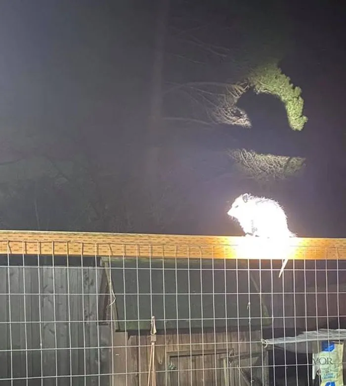 We Broadcast The Possum Signal Only In The Most Dire Of Garbage Emergencies