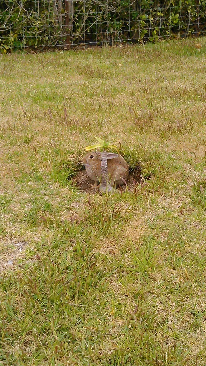 Spotted This Guy While Delivering Parcels Down On The Beachfront Community. C A M O F L A G E