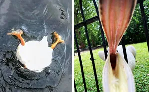 This Facebook Group Is Dedicated To Crappy Wildlife Photos That Are So Bad They're Good (50 New Pics)