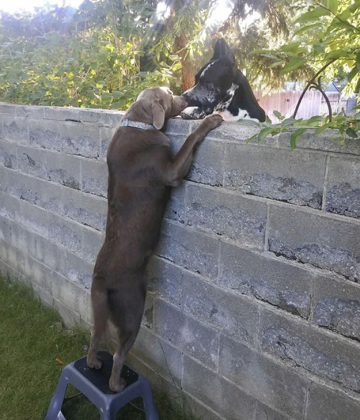 Our Neighbor Sent Me This Adorable Display Of Pure Joy Between Our Dogs. They Finally Got Him A Stool So He Could Greet His Big Friend Properly