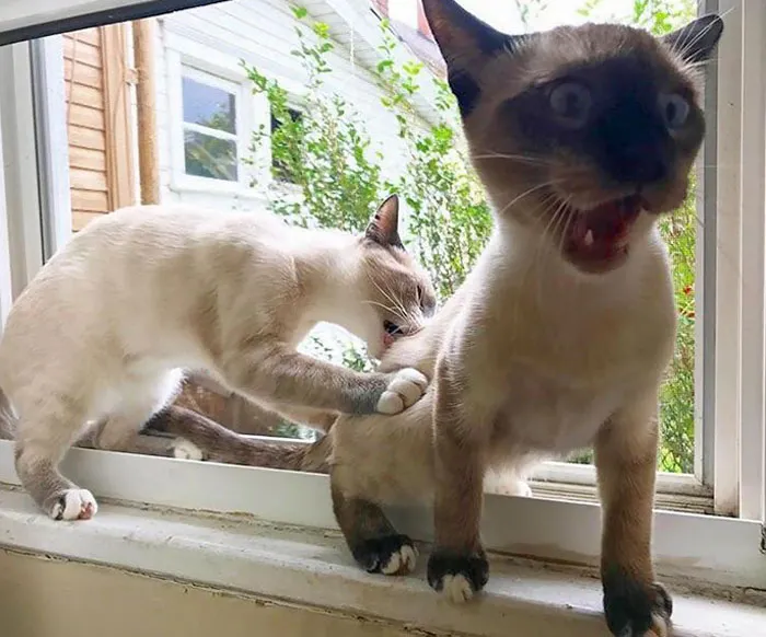 Esta foto que tomó mi mujer capturando a nuestros gatos en el momento perfecto