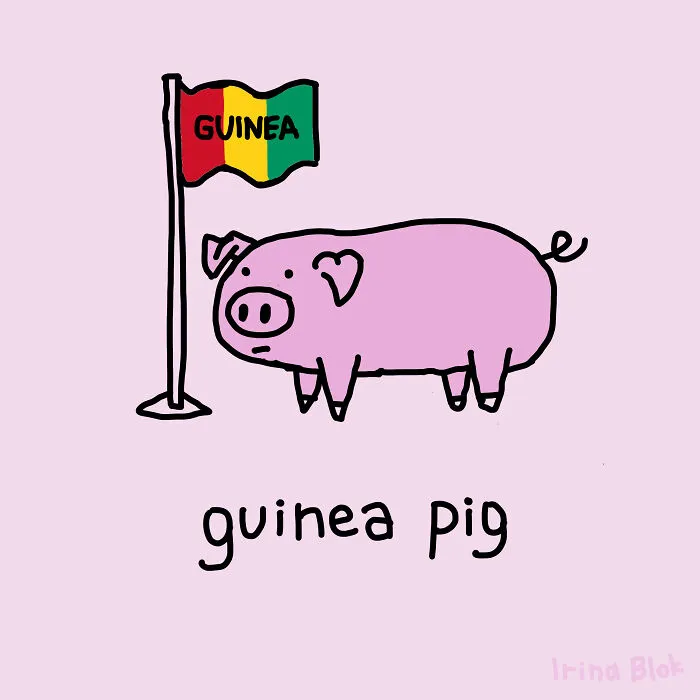 Guinea Pig