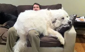 50 Perros que no entienden lo GRANDES que son (Nuevas fotos)