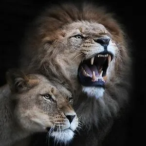 Gir Safari Booking