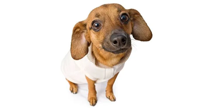 Hey Pandas, Photoshop This Dog The Funniest Way Possible (Closed)