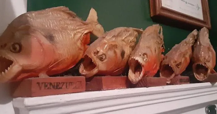 Hey Pandas, What Is The Weirdest Thing You Own? (Closed)
