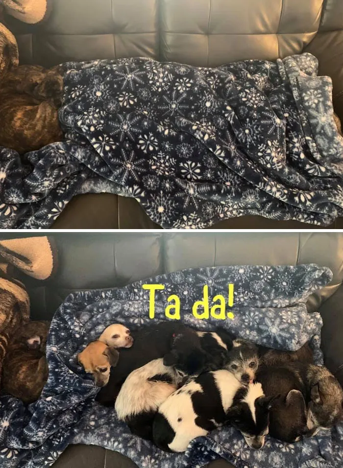 ¿Cuántos cachorritos hay en esta foto?