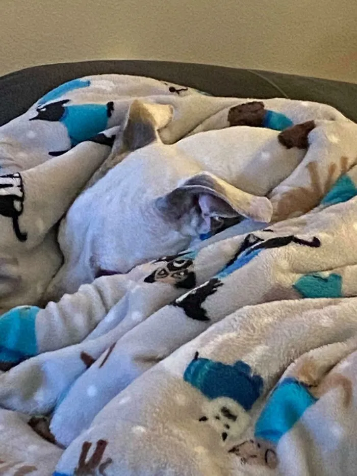 I Can’t Seem To Find My Boy. Daddy Is Covered In A Fluffy Blanket In His Chair, But Where’s The Dog? He Was Hiding From His Medicine