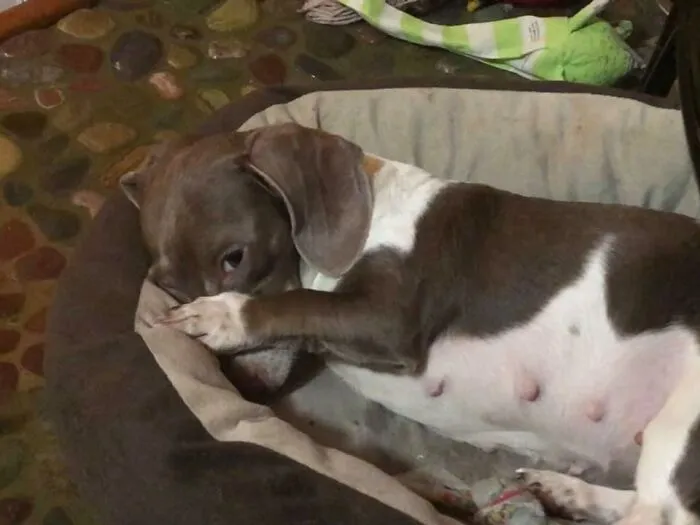 ¿Alguien ha visto a Dottie?