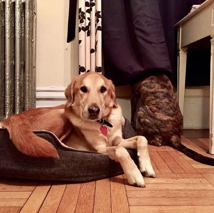 Bet You Can’t Find The Second Dog In This Photo