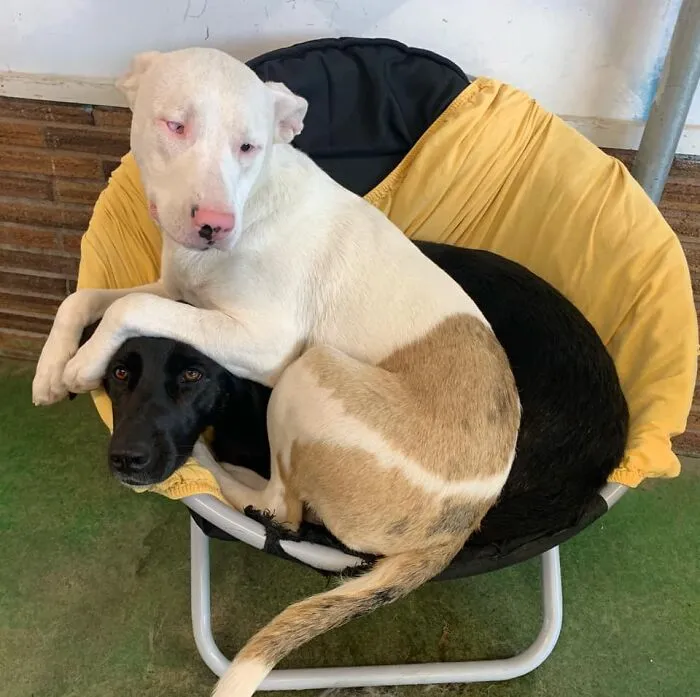 Hidden Dog Challenge And It’s Not Piglet