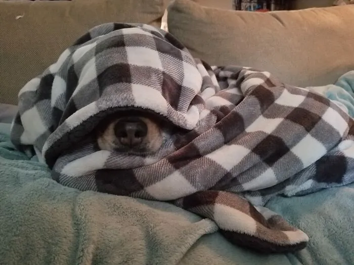 Oh No, Bear Is Missing!!!
