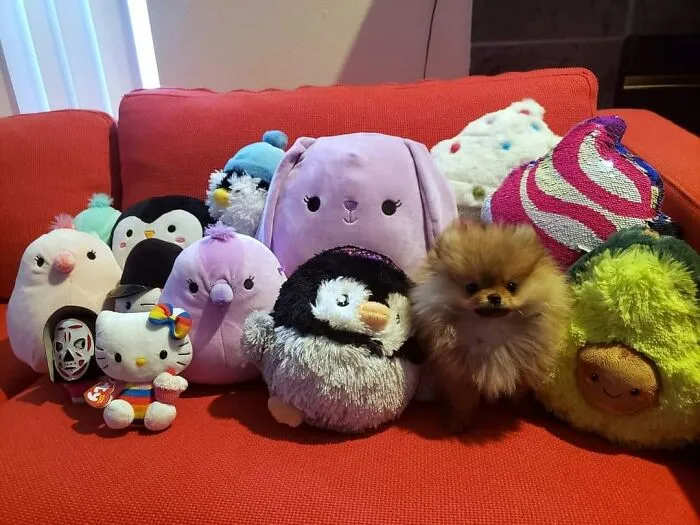 Aquí no hay perros, solo peluches