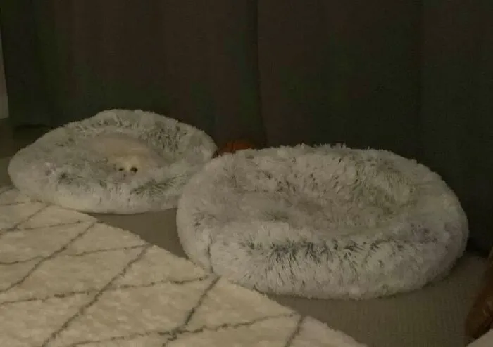 When Asked If She Wants To Go For A Walk, This La-Z-Girl Tries To Blend In With Her Bed