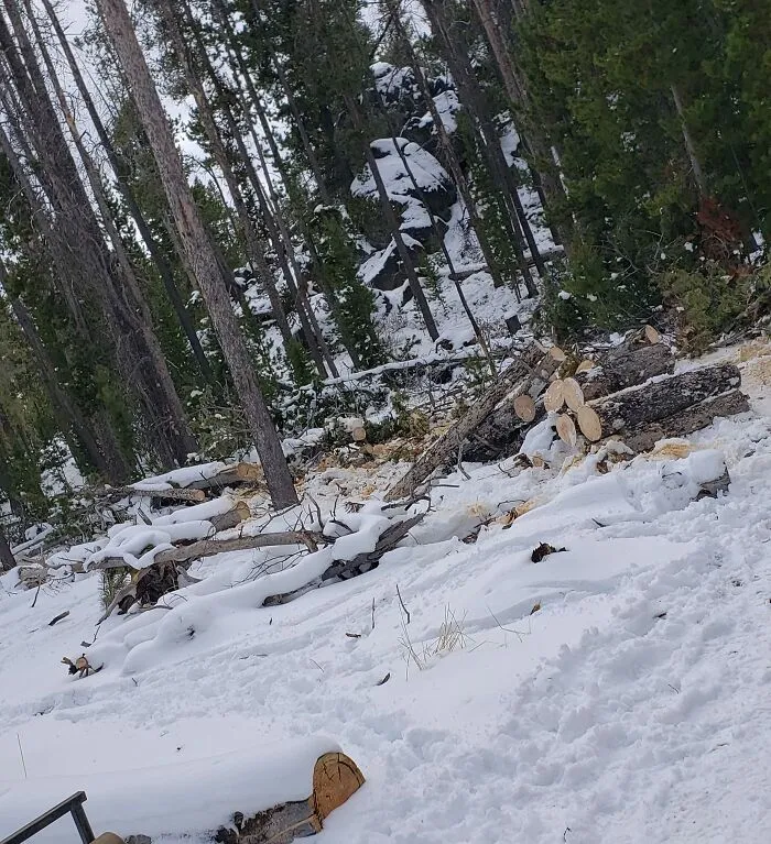 Mi perra Abby está en esta foto, a ver si la ves