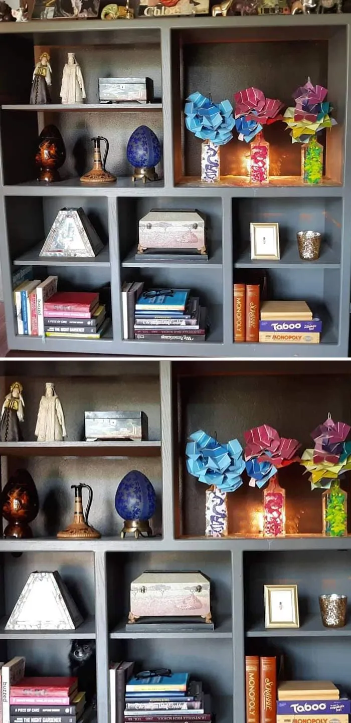 Cookie está en las 2 fotos pero solo se la ve en la 2ª. Se quedó dormida detrás de unos libros