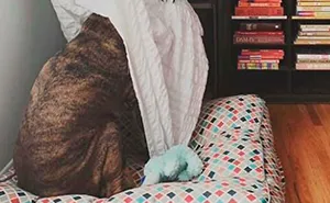 People Share Pics Of Hidden Dogs With Difficulty Levels From 0 To 100