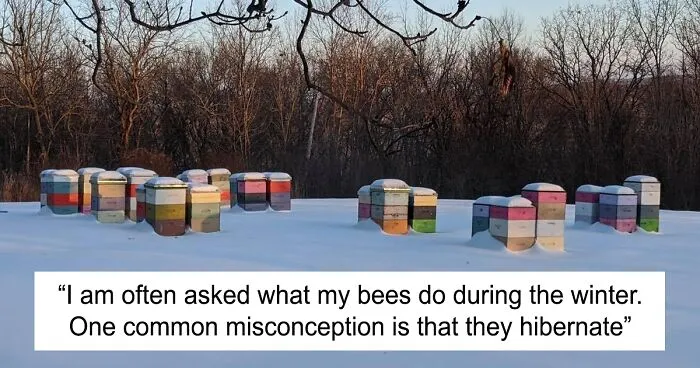 Beekeeper Shares What Bees Do To Stay Warm During Winter Because They Don't Hibernate