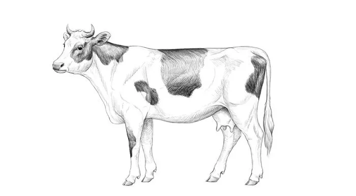Moo